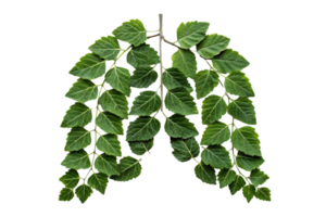 Lungs formed from interconnected branches and leaves, with a focus on their symmetry and intricate patterns, emphasizing natural respiration systems png