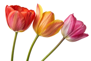 A minimalistic trio of tulips in fiery red, golden yellow, and soft pink tones, standing gracefully with vivid green stems png