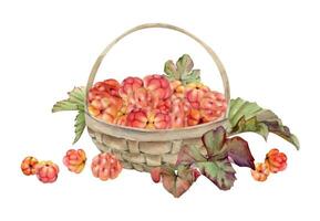Cloudberry raspberry with leaves in weaved basket, hand drawn in watercolor, red ripe picked Scandinavian forest berry harvest. Isolated illustration. Restaurant cafe menu, recipe book, farmers market vector