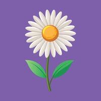 a daisy on a purple background vector