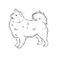 Agile dog thai bangkaew sketch vector