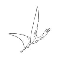 flying dinosaur azhdarchid sketch vector