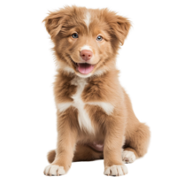 Adorable Puppy with Soft Fluffy Fur in Reddish Brown and White png