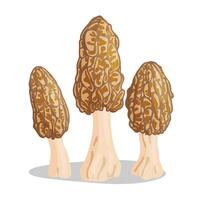 Morel mushrooms set. Edible forest mushroom icon, trendy flat style isolated icon on a transparent background Morchella esculenta fungus group engraved vector