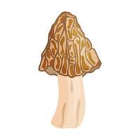 Morel mushroom. Edible forest mushroom icon. Hand drawn trendy flat style isolated icon on a transparent background Morchella fluvialis fungus illustration vector