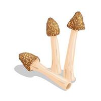 Morel mushrooms set. Edible forest mushroom Verpa bohemica icon. Hand drawn flat style isolated icon on a transparent background Morchella bohemica fungus group engraved illustration vector