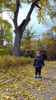 Kid plays in fall leaves. A young child happily walks through a park covered in colorful autumn leaves under a big tree on a sunny day. video