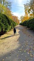 Autumn walk through a peaceful pathway. A person strolls down a leaf-covered path lined with greenery under a clear blue sky in autumn. video