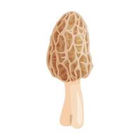 Morel mushroom. Edible forest mushroom icon. Hand drawn trendy flat style isolated icon on a transparent background Morchella dunensis fungus group engraved. illustration vector