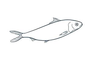 Herring monochrome black white illustration. Atlantic fish Shad outline sketch hand drawn. Sardine, smelt sea fish painted ink linear art. Design element for package, label, sign board. vector