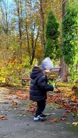 Child playing in autumn leaves outdoors. A child squats on a pathway, enjoying the colorful leaves in a park surrounded by trees and a bench. video