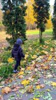 Toddler explores colorful autumn leaves. A young child in a warm jacket and hat happily walks through a park covered in fallen leaves during autumn. video