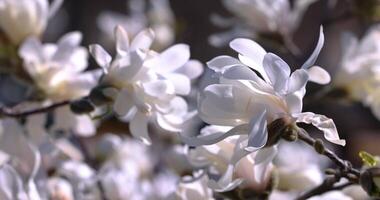 White magnolia blossoming gracefully on tree branch, softly illuminated by warm spring sunlight, revealing delicate petals and natural elegance video