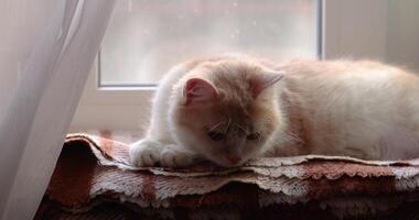 Ginger cat relaxing by the window video