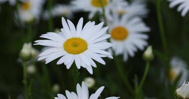 Beautiful white daisies with yellow centers bloom in a field, creating a peaceful natural scene video