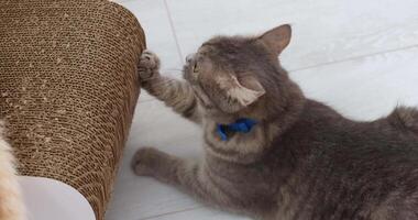 Adorable tabby cat sharpening claws on scratching post video