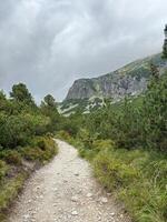 A dirt path winds through a forest with a mountain in the background photo