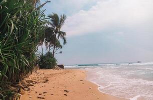 Tropical beach with golden sand, lush green palm trees, and ocean waves under a clear sky photo