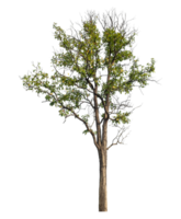 Tree Isolated on transparent Background, tropical trees , high resolution. png