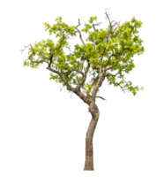 Isolated single tree on transparent picture background, high resolution. png
