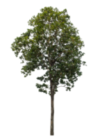 Tree Isolated on transparent Background, tropical trees, high resolution. isolated used for design png