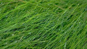 The grass is wet and green, with droplets of water on the blades. The grass is lush and vibrant, with a fresh, dewy appearance. photo