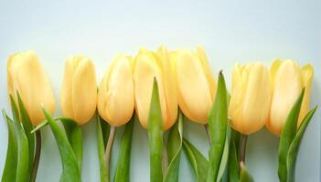 A row of yellow tulips with green leaves. The flowers are arranged in a line and are facing the camera photo