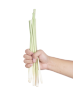Hand Holding Bottom Part of Whole Lemongrass on Transparent Background png