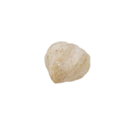 Single Candlenut Spice on Transparent Background png