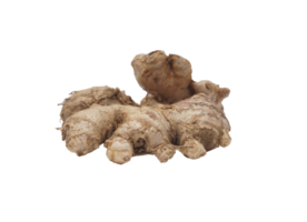 Single Ginger on Transparent Background png