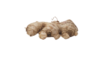 Ginger on Transparent Background png