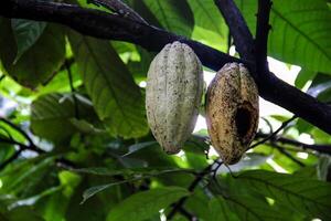 Close-up of two cacao pods hanging from a tree branch in a tropical forest, one fresh and the other decaying. photo