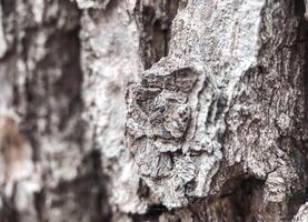Close-up of rough tree bark texture with intricate natural patterns, cracks, and earthy tones photo