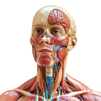 Anatomical Human Head Model Showing Muscles and Organs png