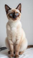 There is Siamese cat with bright blue eyes. Her fur is soft and fluffy, and her expression conveys calmness and curiosity. photo