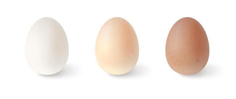 Set of realistic chicken eggs. illustration isolated on white background vector