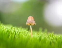 Tiny Mushrooms Growing in Green Grass with Soft Bokeh Background photo