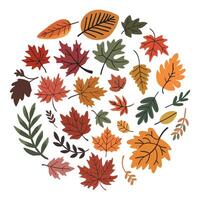 A collection of autumn leaves in various shapes and sizes are arranged in a circle vector