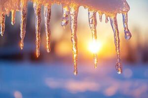 Tree branch with melting icicles and warm sunny background. Close-up. Thaw. photo