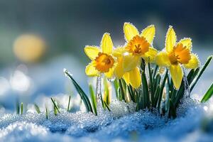 Yellow flowers in snow on a sunny day in early spring outdoors. Beautiful primroses against a background of shiny white snow photo
