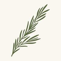 Green rosemary branch, flat illustration vector