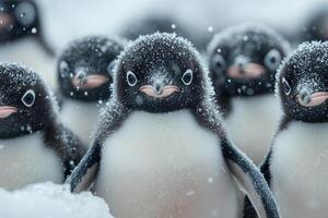 The annual migration of Adelie penguins. A crowd of penguins looks at the camera during a snowfall. photo