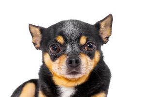 Chihuahua breed dog tricolor black, white and red color isolate on a white background. photo