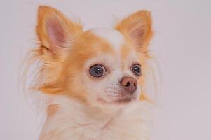 Chihuahua dog, white with red color on a light background. photo