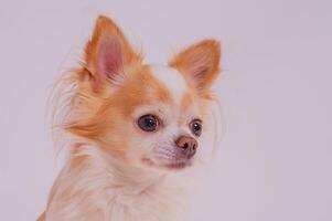 Portrait of a pet, animal, dog. Chihuahua dog, white with red color on a light background. photo