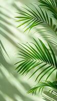 Palm tree leaves create a shadow on the white wall photo