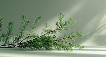 A branch of evergreen tree on a white background photo