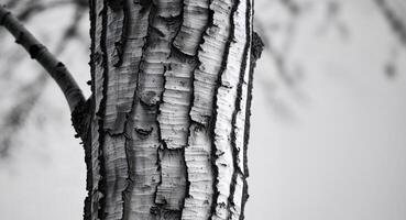 Black and white photograph of a tree trunk photo