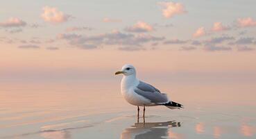 A seagull standing in shallow water with a sunset in the background photo