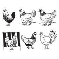 Set of chicken hen farm animal vector
